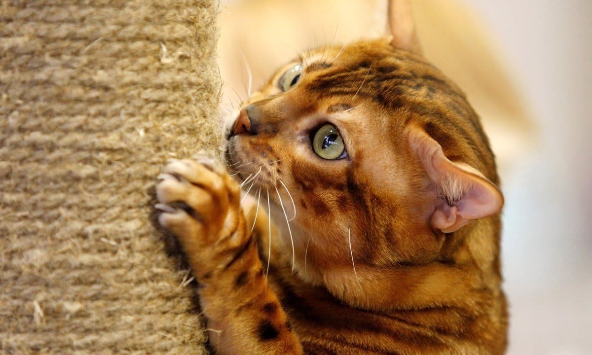 International Cat Show in Kiev