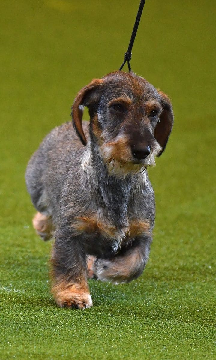 BRITAIN ANIMAL DOG CRUFTS