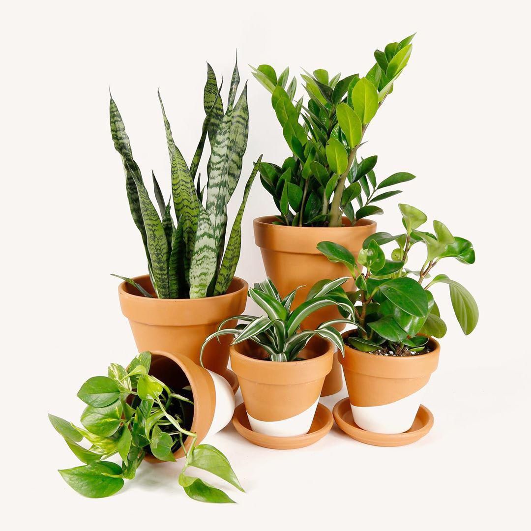 best online delivery plants