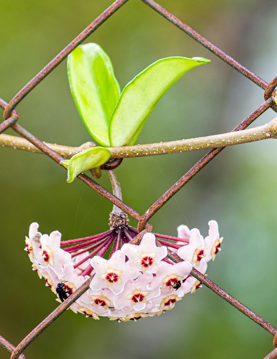 The flowers are typically light pink, but may vary from near-white to dark pink