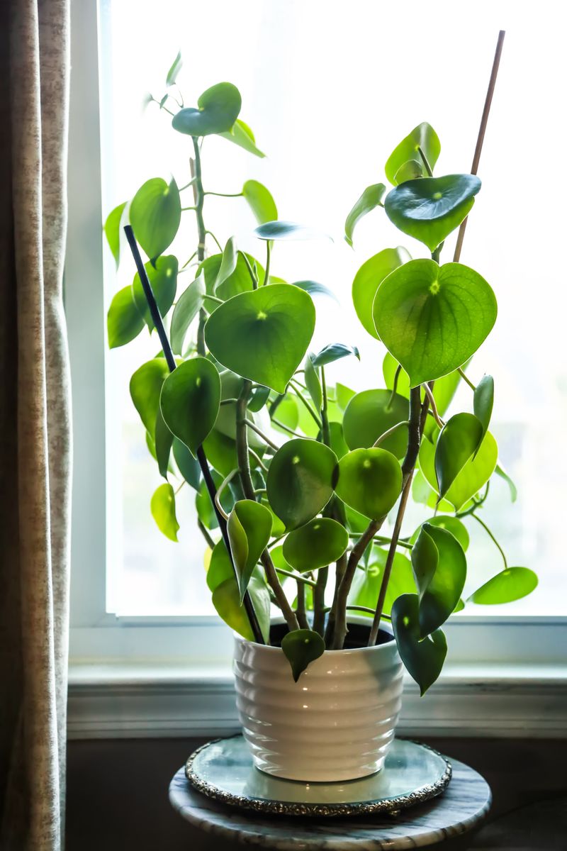 Pilea or Money plant in window