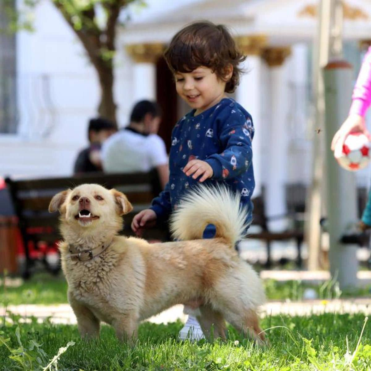 Kid with dogs