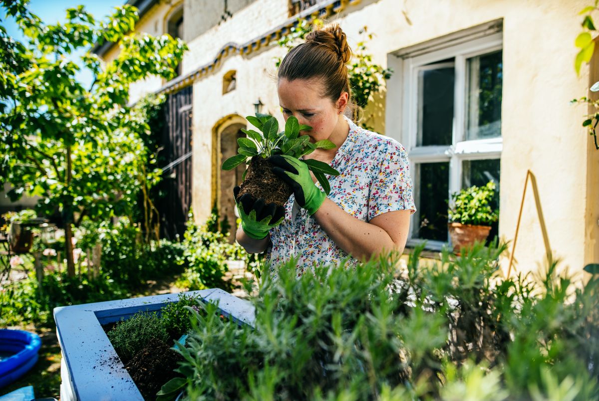 Woman smelling fresh herbage while she is planting in garden outdoor.