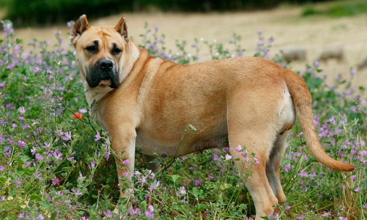 Dogo canario, Canis familiaris