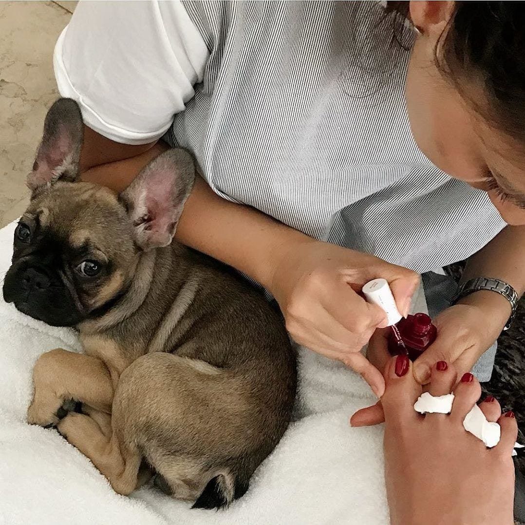 Salma Hayek shows off new pet French bulldog Bee