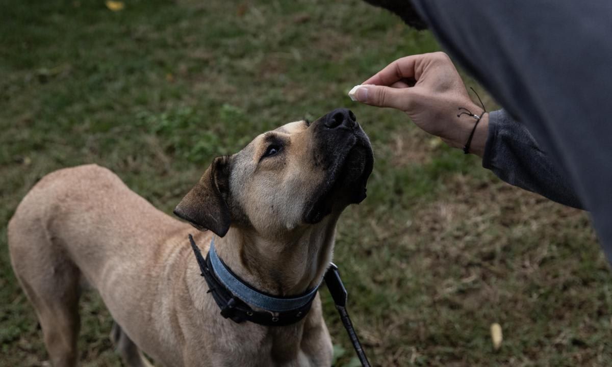 Istanbul's Commuter Street Dog, Boji, Becomes Internet Sensation