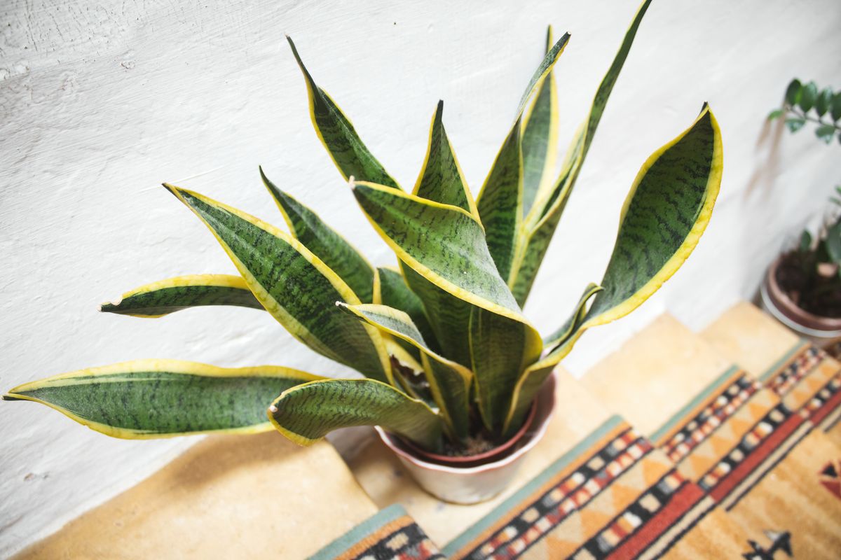 A snake plant (Dracaena trifasciata) in a pot on the stairs in a domestic home with bright daylight