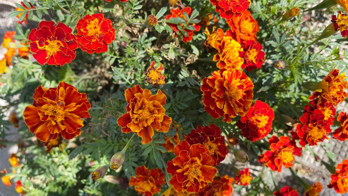 French Marigolds