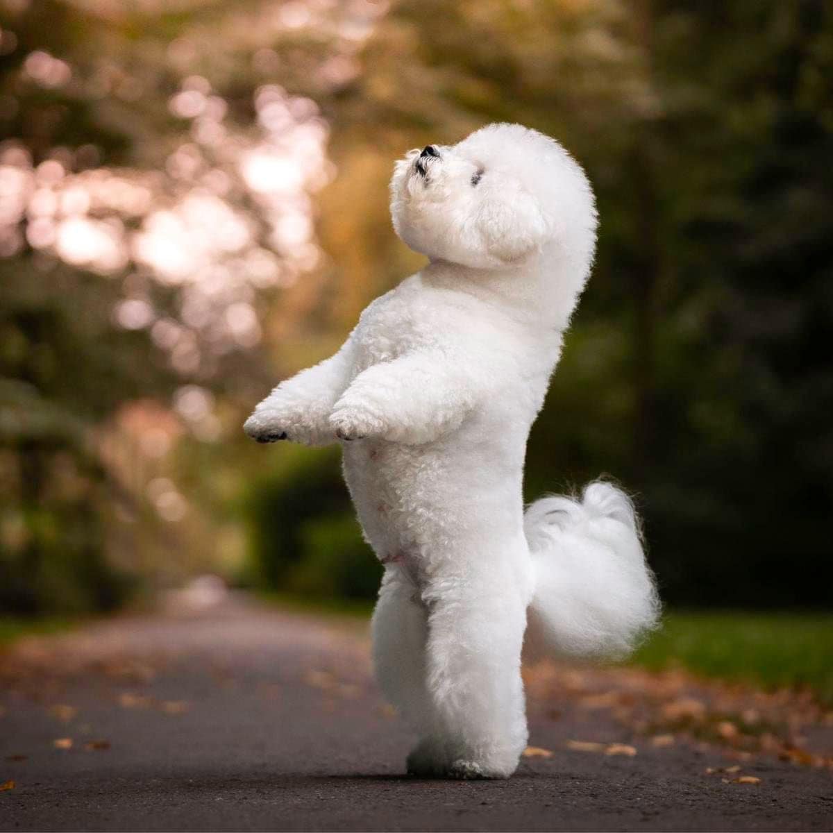 A bichon frise dog is standing in a park alley. The dog is dancing on its hind legs. Outdoor photo