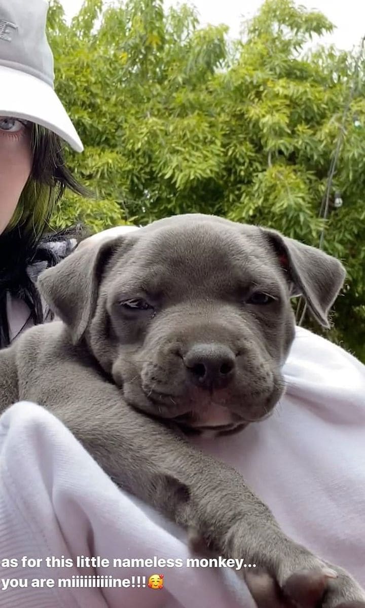 Billie Eilish new pitbull