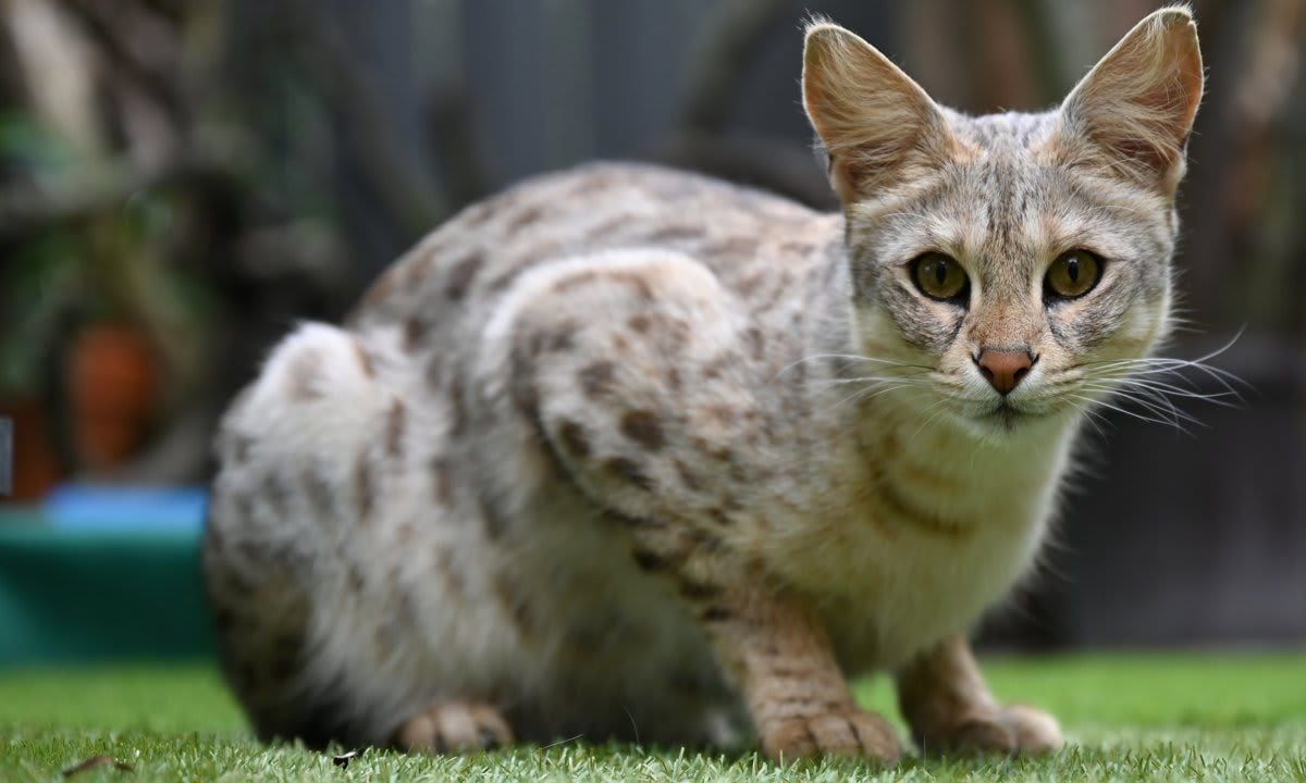 Savannah cat breeding in Fernwald