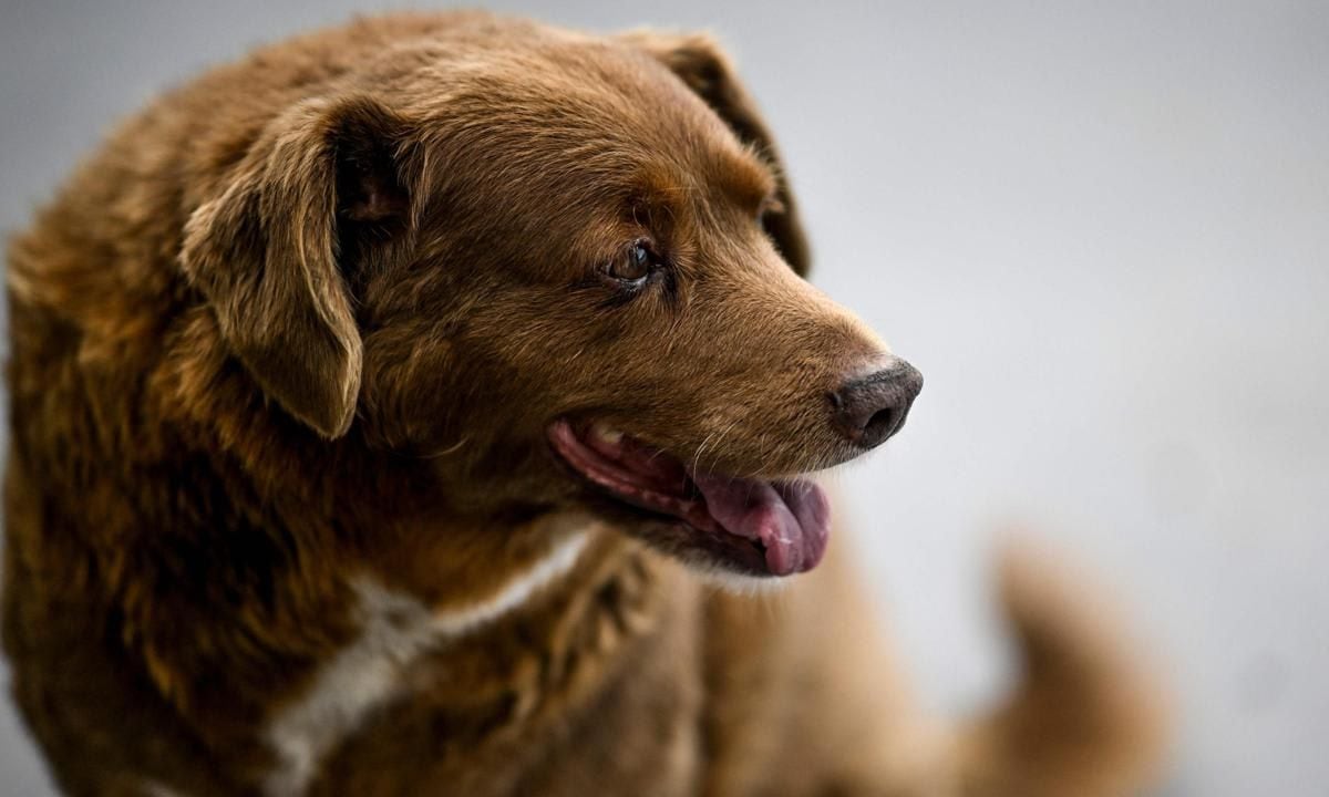 PORTUGAL ANIMAL GUINNESS AGE RECORD