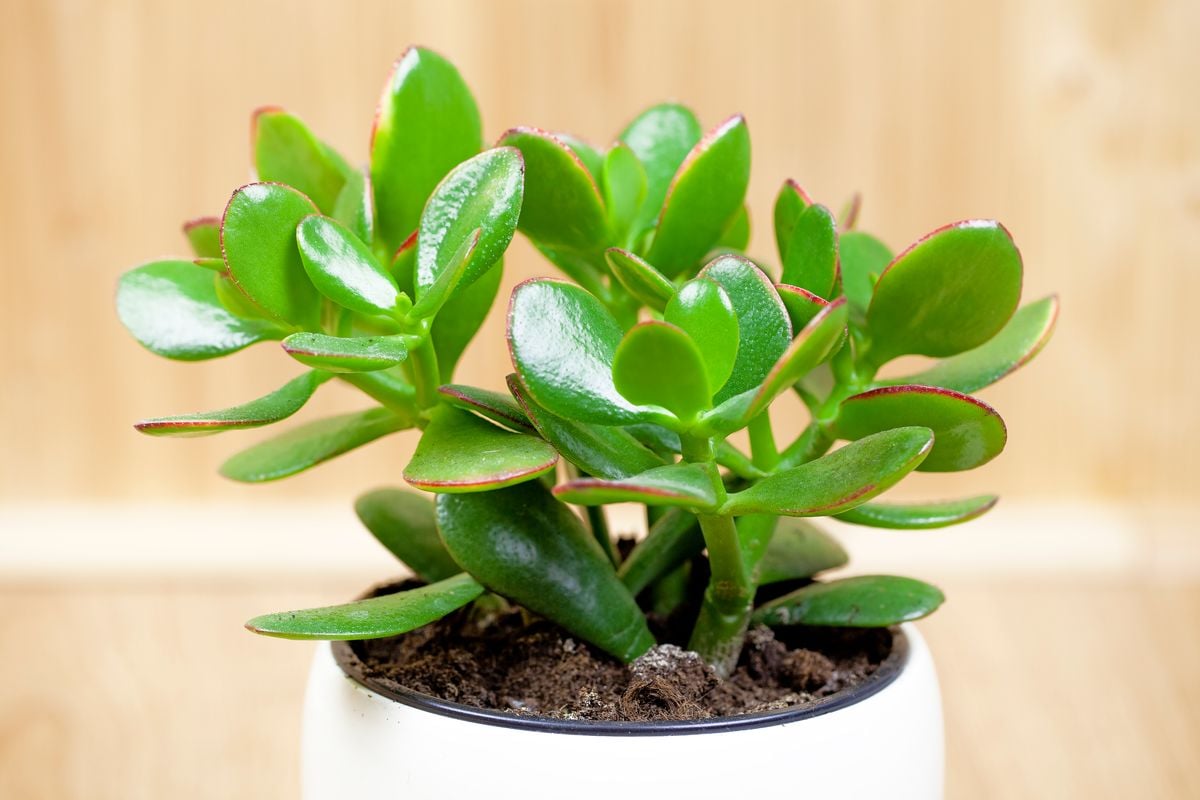 How to care for a Jade Tree and invite prosperity into your life