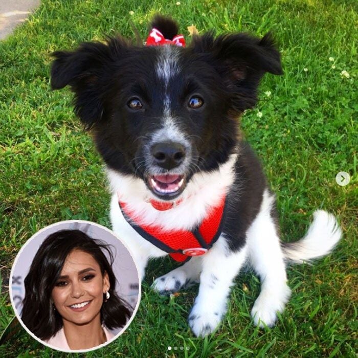 Meet Maverick Do(g)brev! Nina introduced her new adopted pup with her own Instagram @Mrs.Maverick. The former <i>Vampire Diaries</i> actress brought her half Border Collie half Aussie Shepherd from The Pet Care Foundation in L.A.
Nina captioned the cute photo of her dog with a red bow, "My name is Maverick Do(g)brev. I like long walks on the beach and candle lit dinners in doggie bowls. I have a brother named Goose and we're both 9 weeks old...."
Photo: Instagram/@mrs.maverick