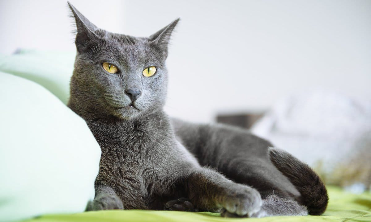 Portrait of lazy, sleepy, grumpy Russian blue cat, lying on bed at home