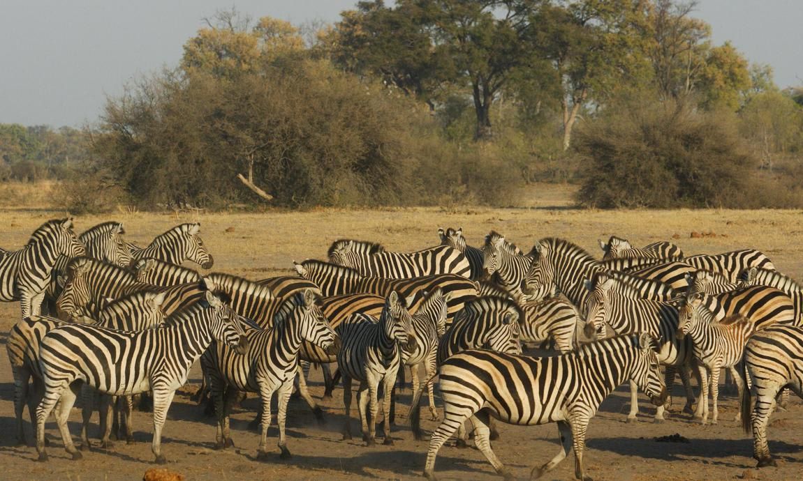 Botswana. Okavango Delta. Zebras