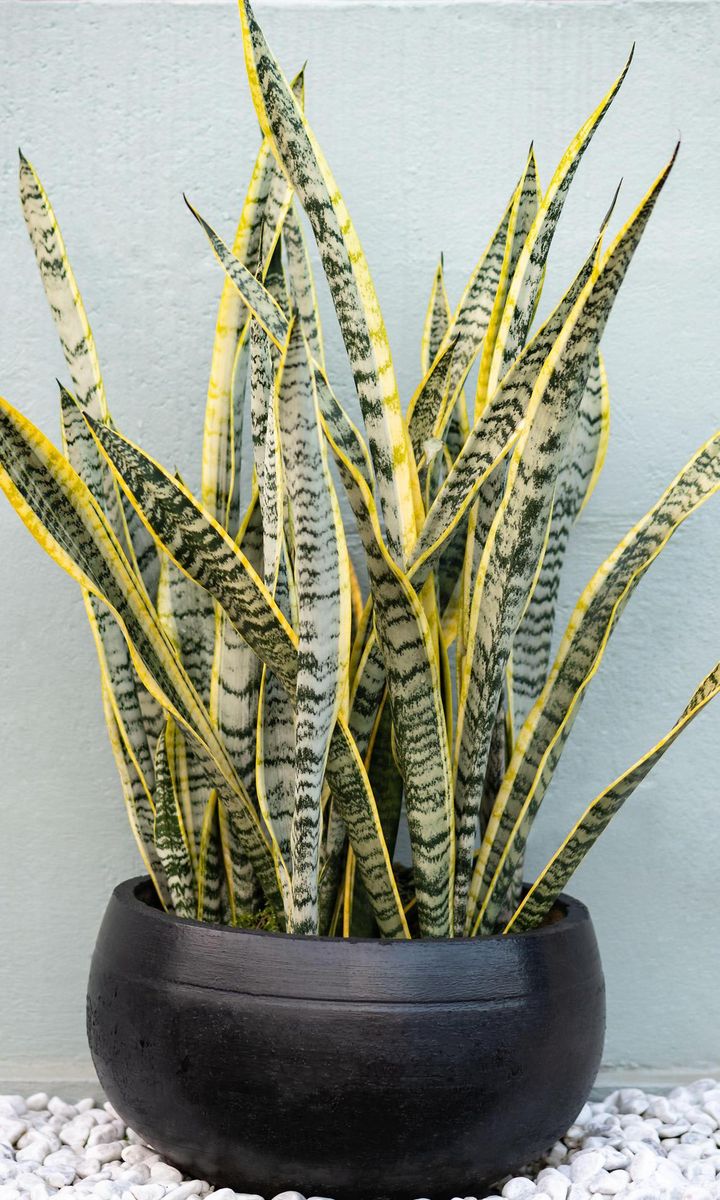 Snake plant