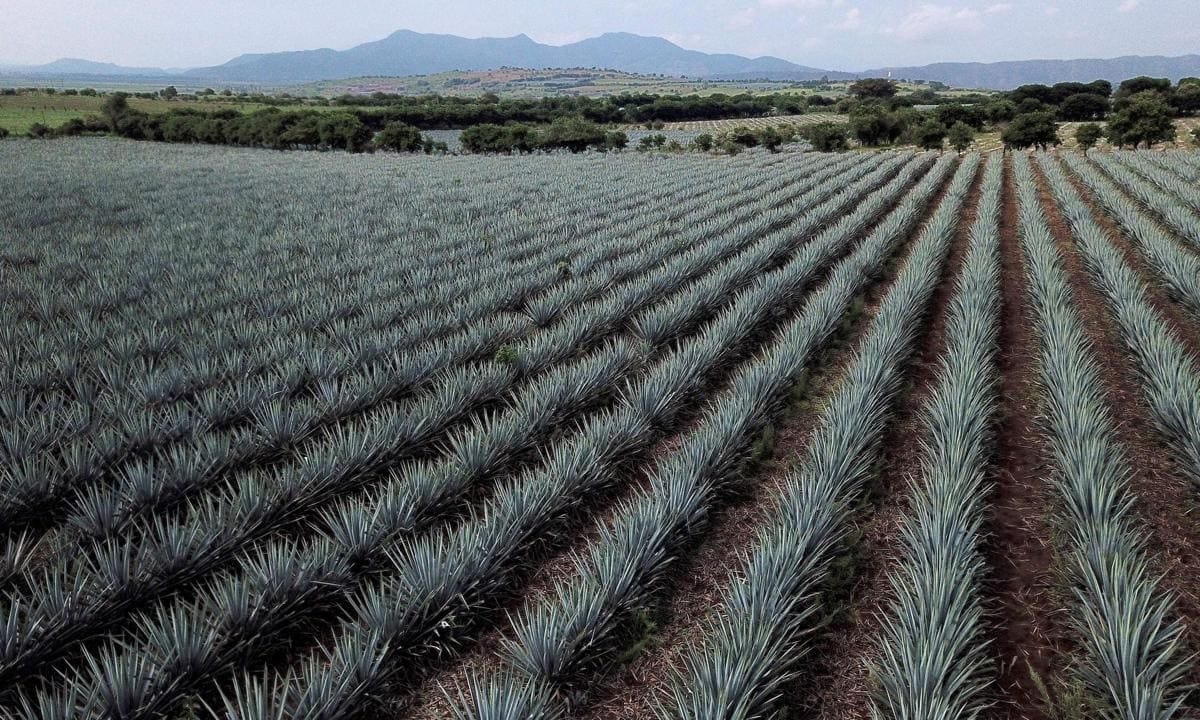 MEXICO ECONOMY AGAVE TEQUILA