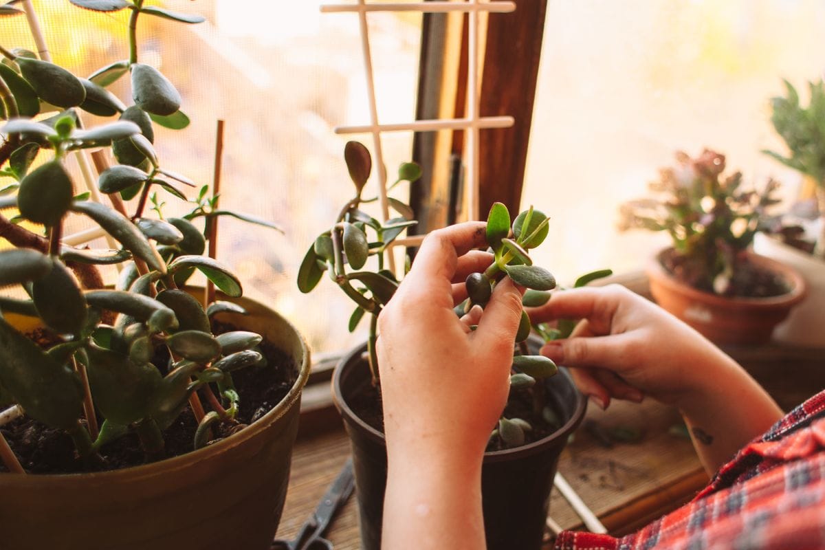 How to care for a Jade Tree and invite prosperity into your life