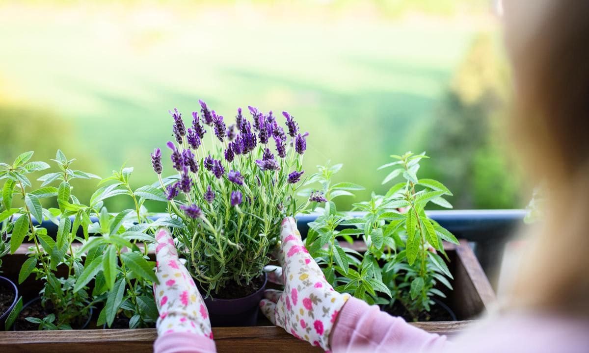 Surround your windows with plants like citronella and lavender.