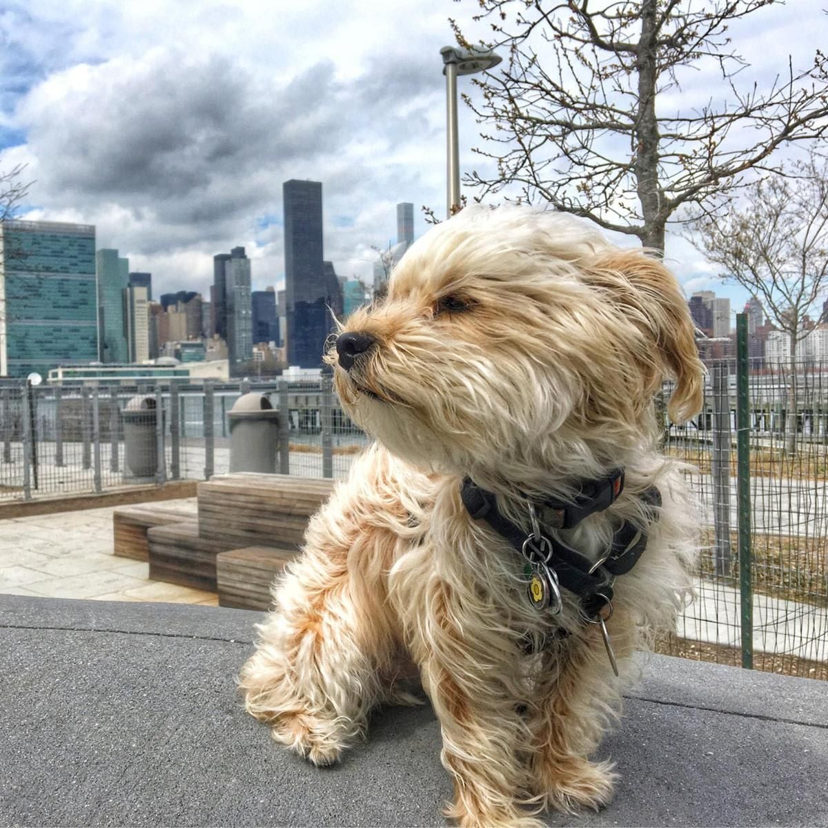 Yorkshire Terrier