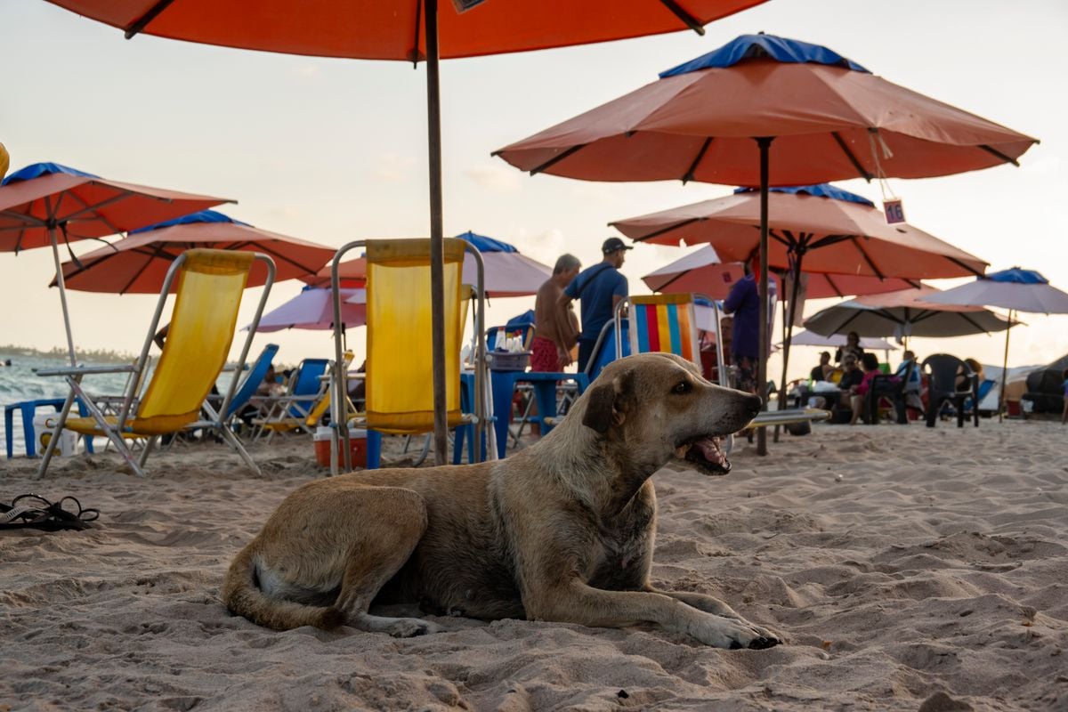 A Caramelo eating leftover food in Porto de Galinhas, Pernambuco, Brazil.