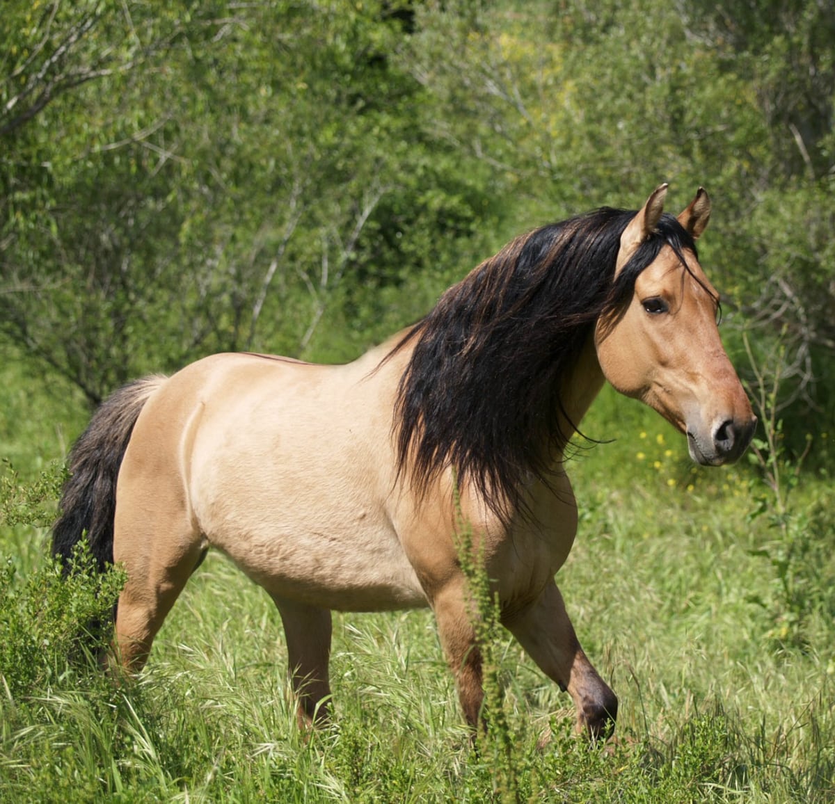 Spirit, the majestic Kiger Mustang stallion who inspired the animated DreamWorks film