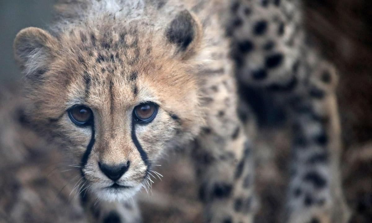 The Toronto Zoo has named their trio of Cheetah cubs, Toulouse, Berlioz and Marie were named after the kittens in Disneys Aristocats.