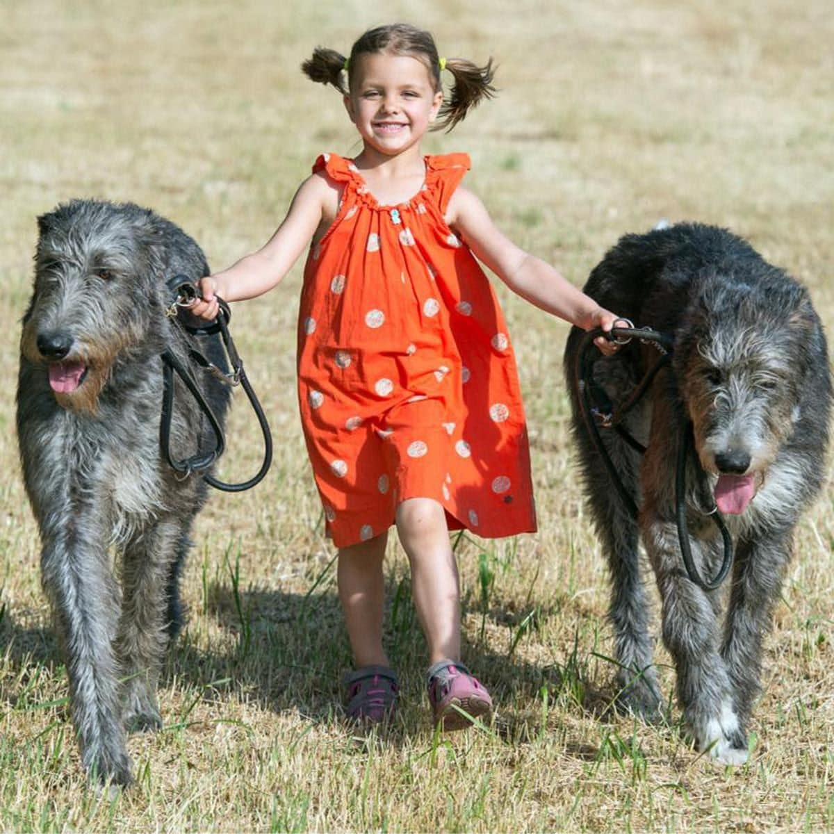 Kid with dogs