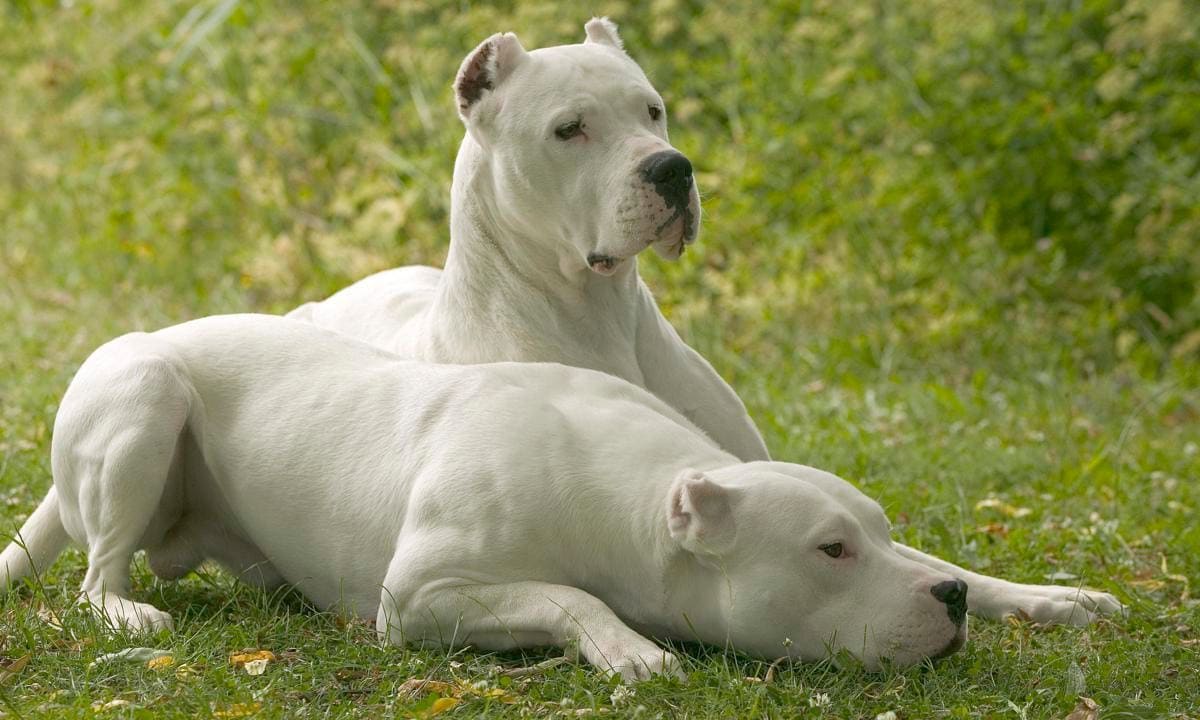 Dogo Argentino, Canis familiaris