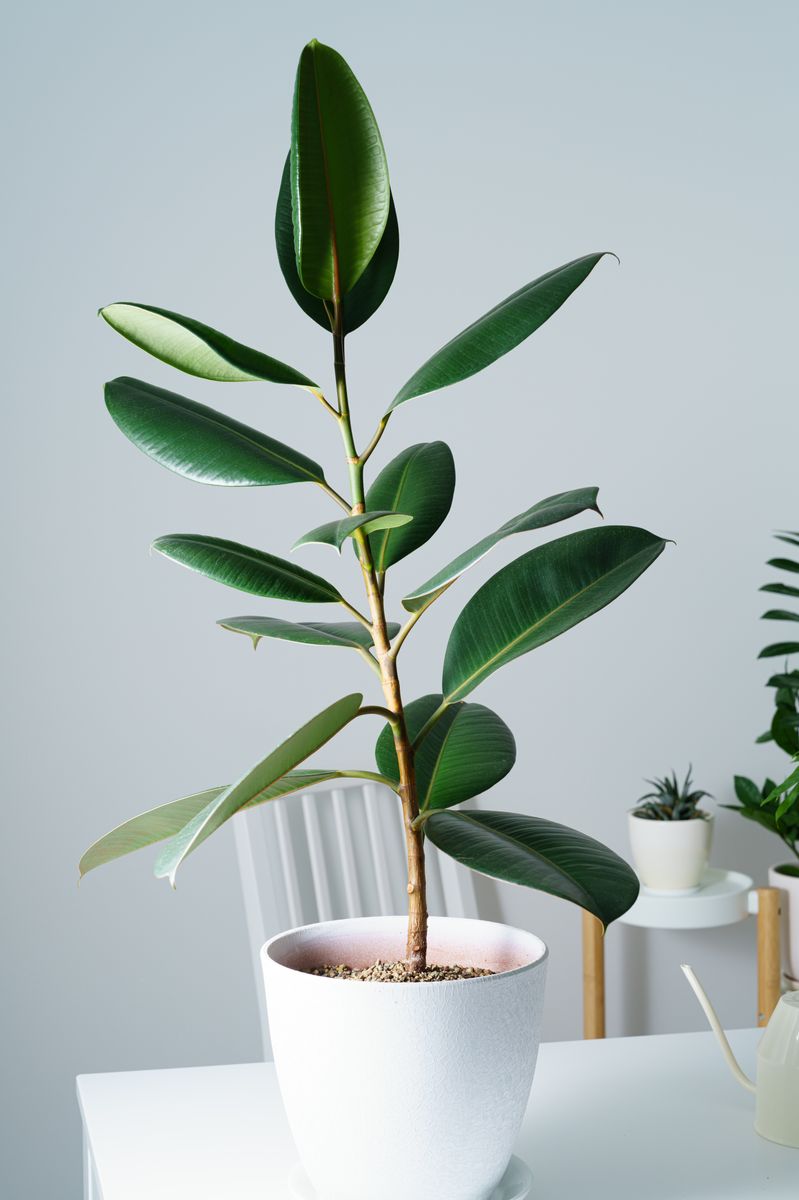 Rubber Plant (Ficus elastica)