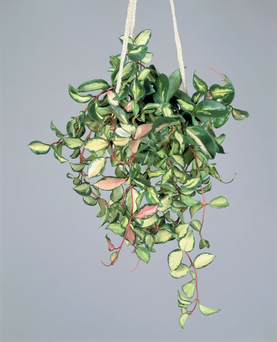 UNSPECIFIED - JUNE 06:  Close-up of a Wax plant (Hoya carnosa)  (Photo by DEA / G.CIGOLINI/De Agostini via Getty Images) 