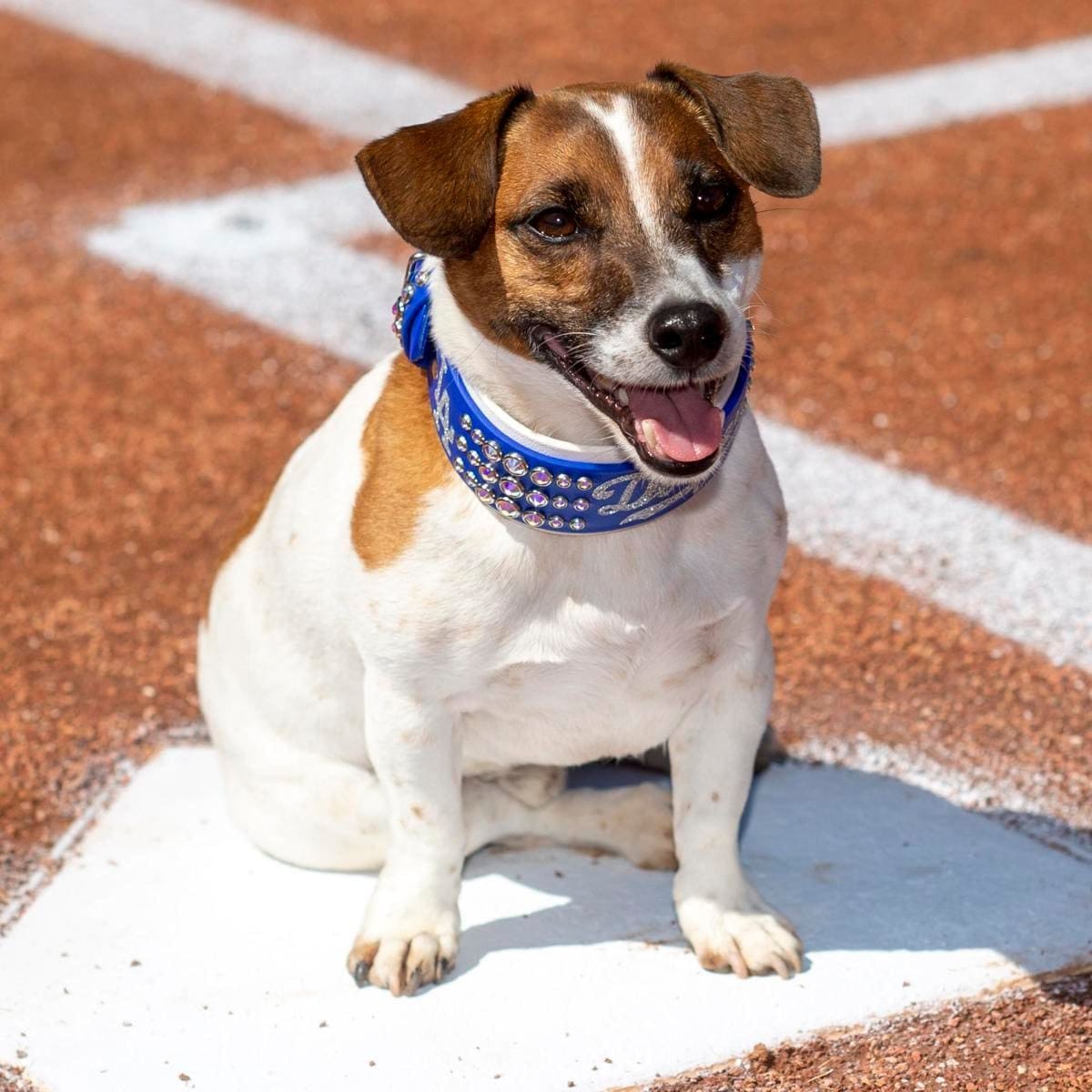 GEMINI Russell Terrier