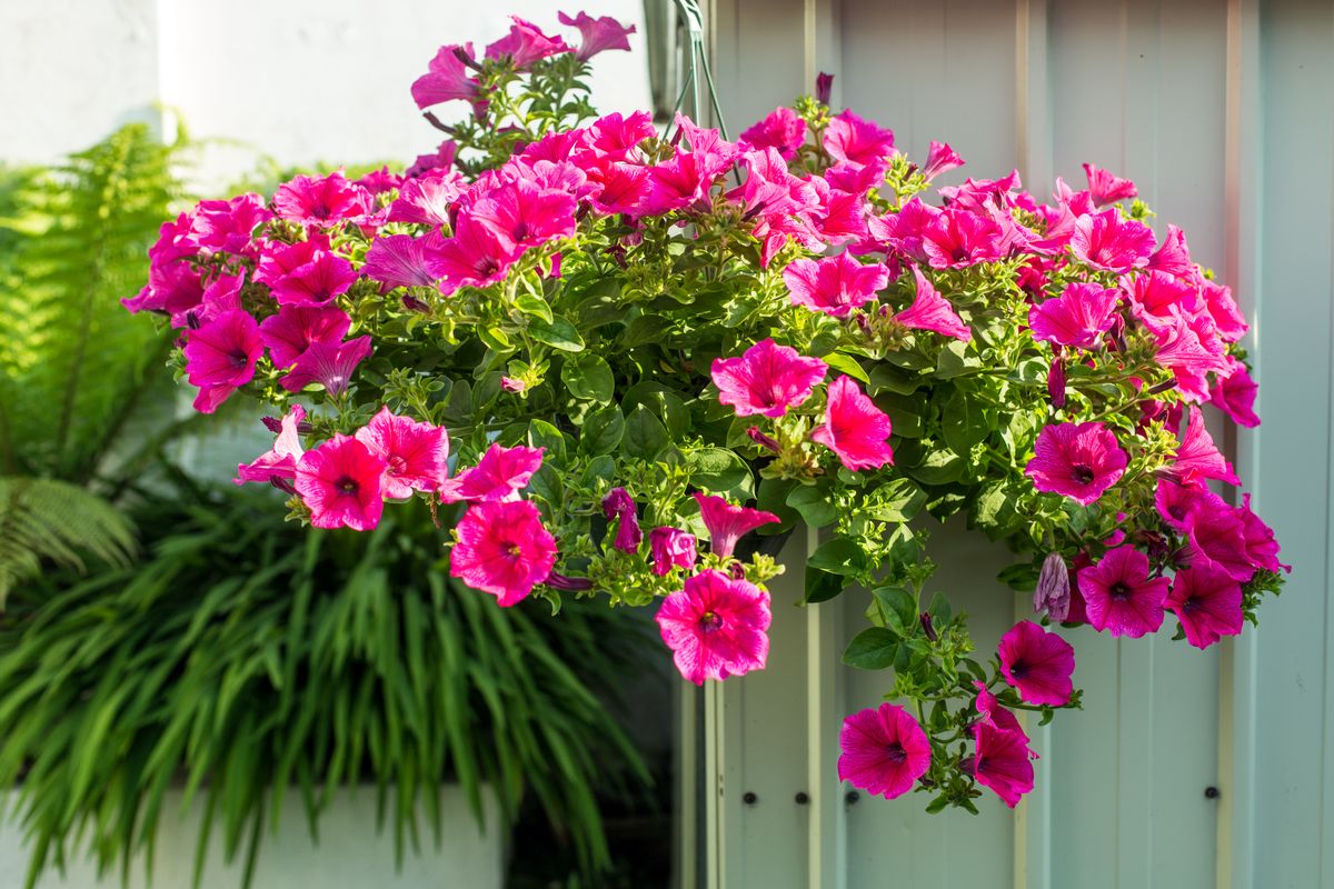 Petunias