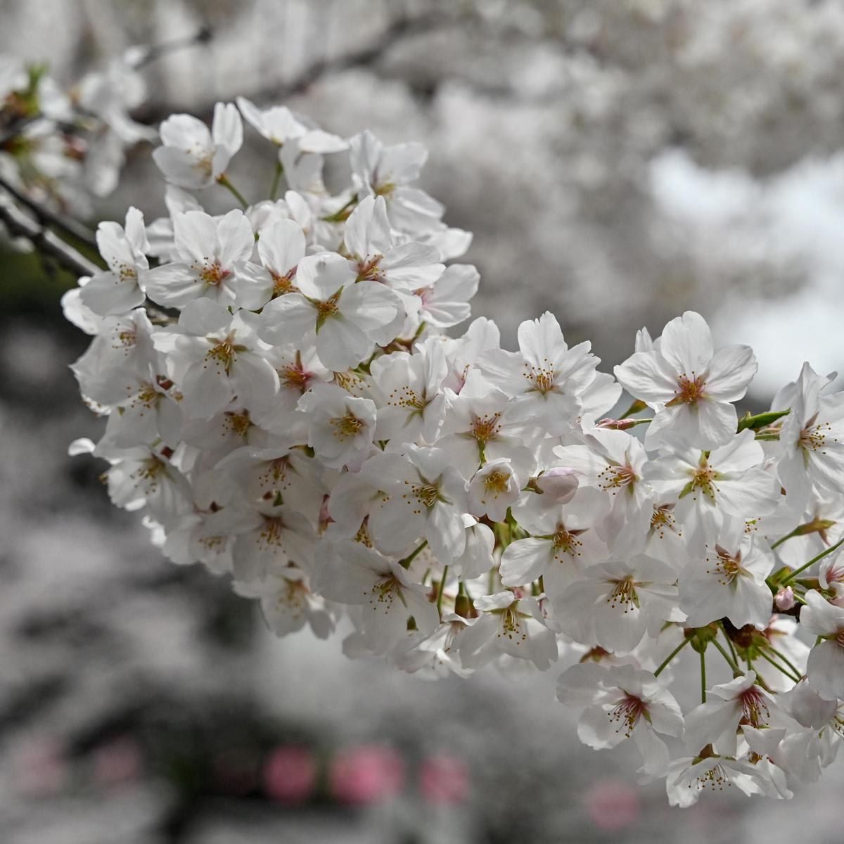 JAPAN WEATHER CHERRY BLOSSOMS