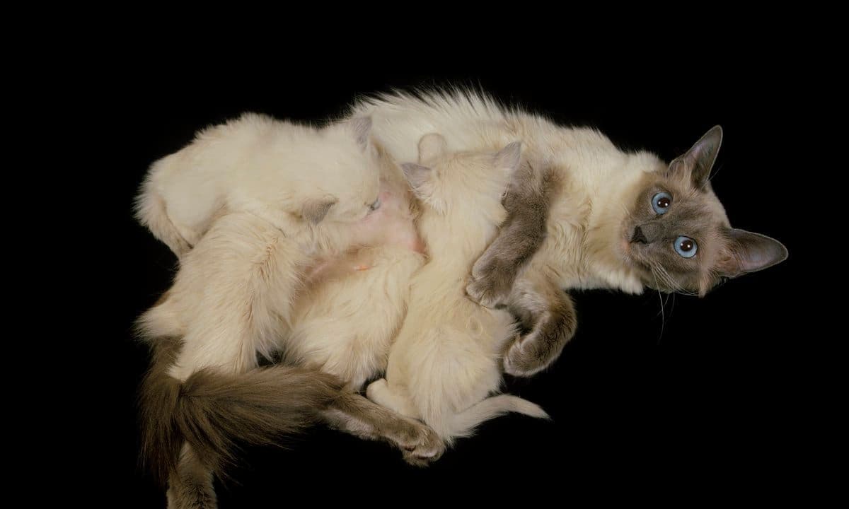 Balinese cat, Felis catus