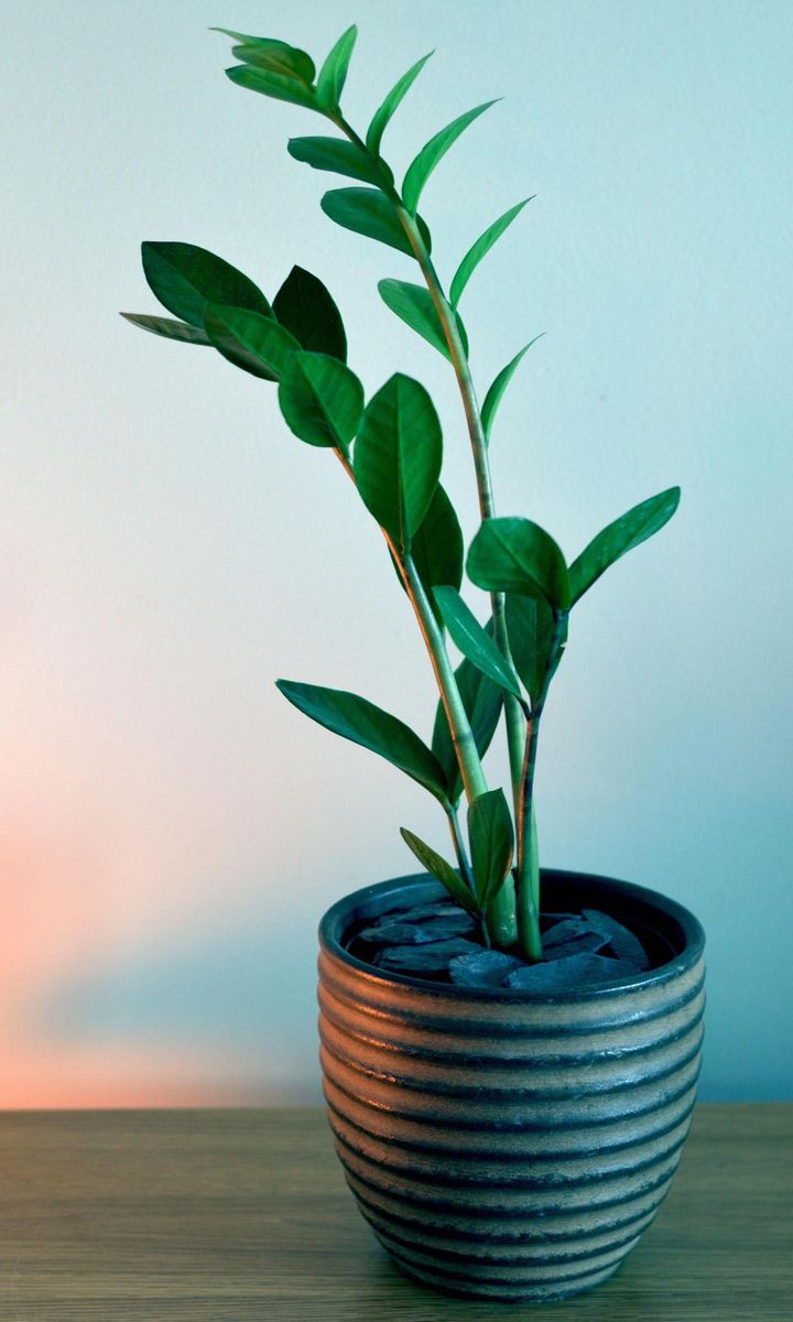 ZZ Plant (Zamioculcas zamiifolia)