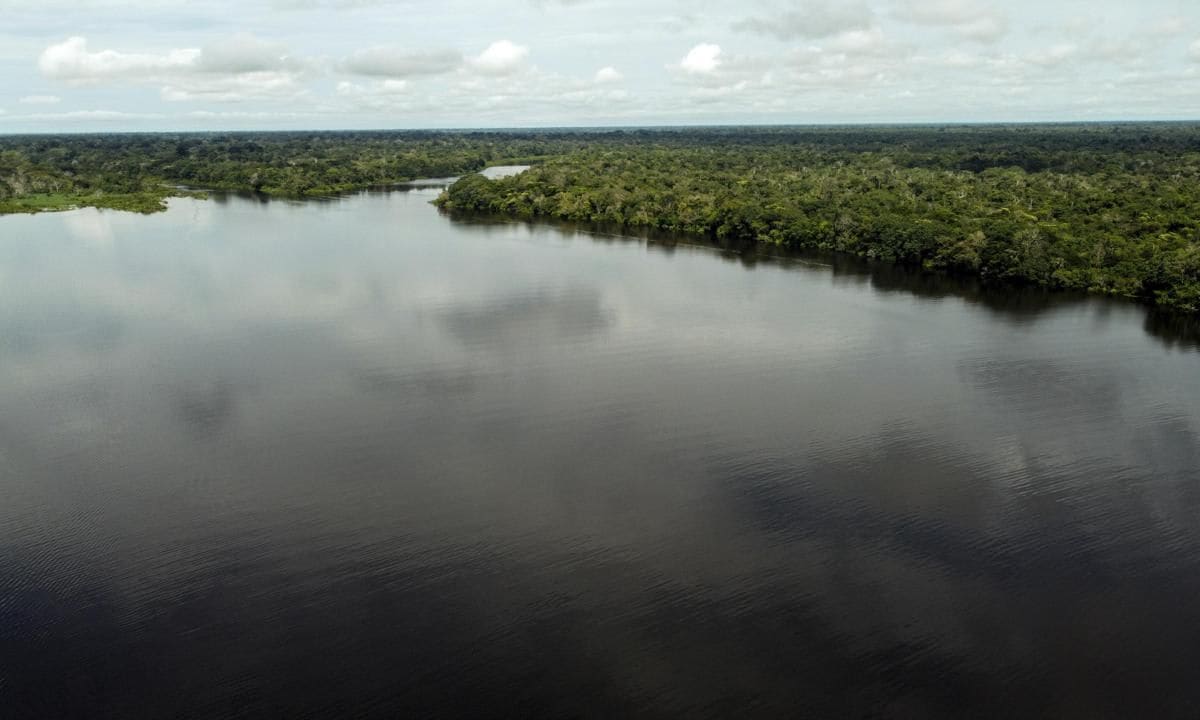 The Amazon Rainforest's Rich Biodiversity in Peril as Deforestation Ravages the Land