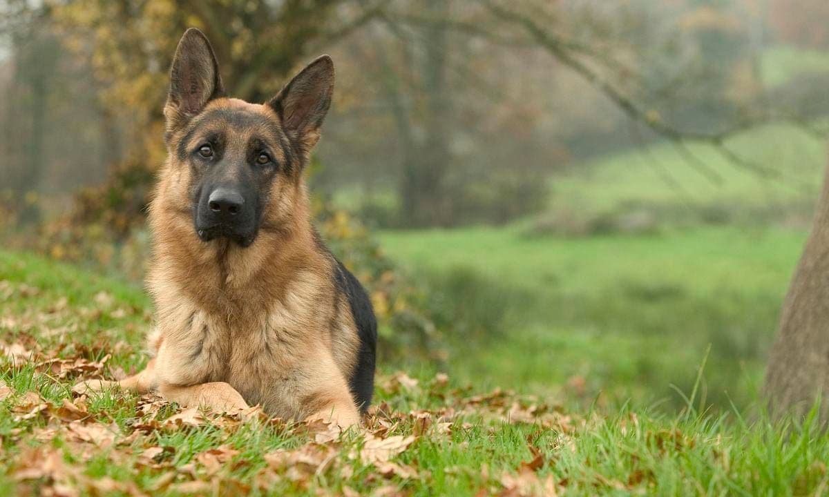 German shepherd, Canis familiaris