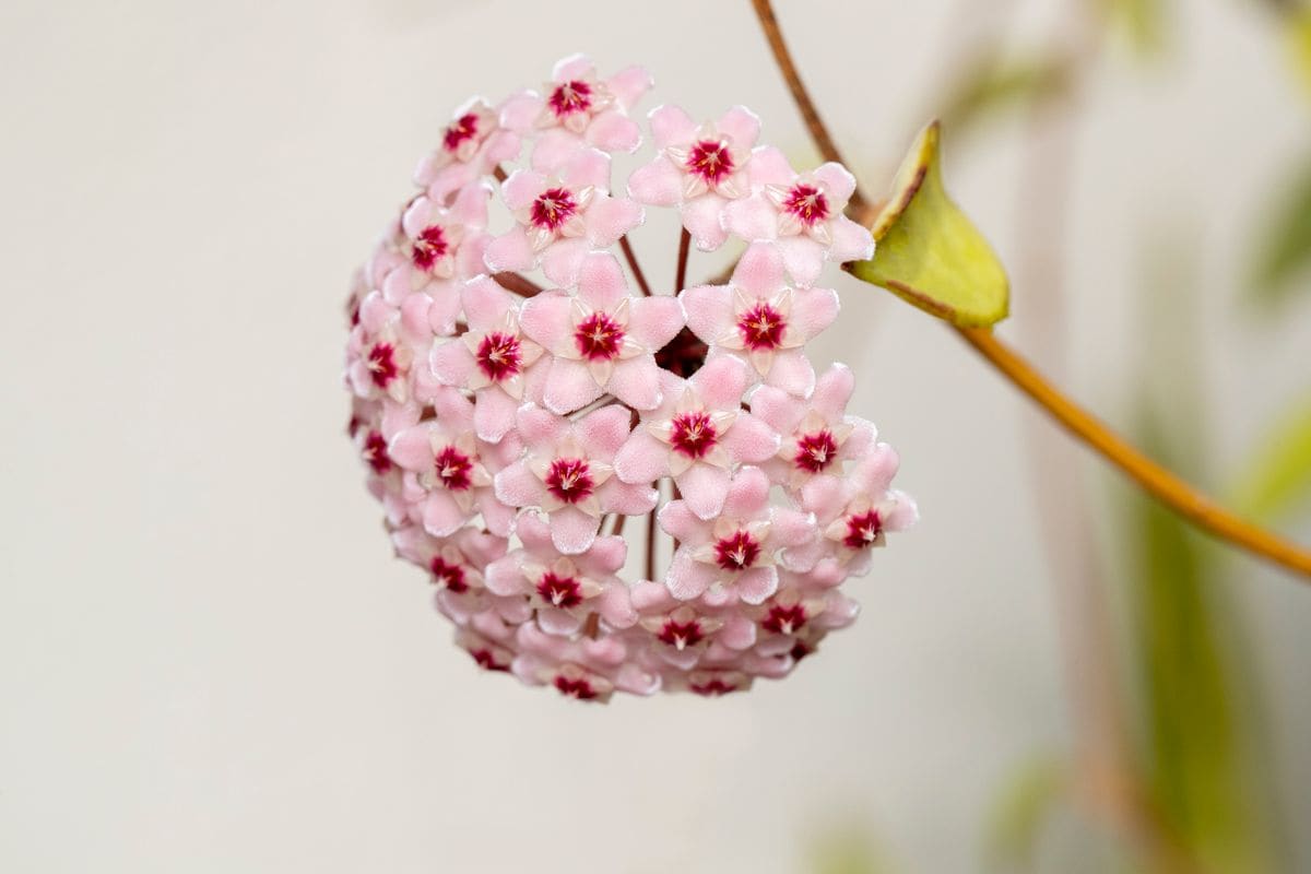 Closeup of the beautiful flowers of a Wax Flower Hoya plant 