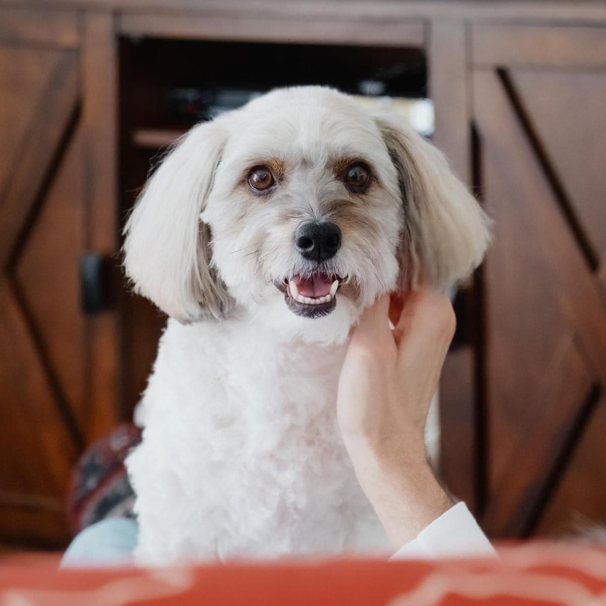 Coton de Tulear staring at camera while getting a little love