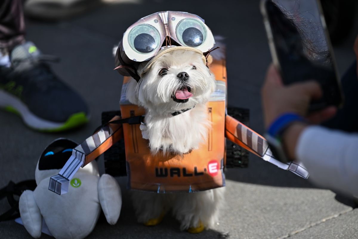 A dog is seen in a Wall-E Halloween costume