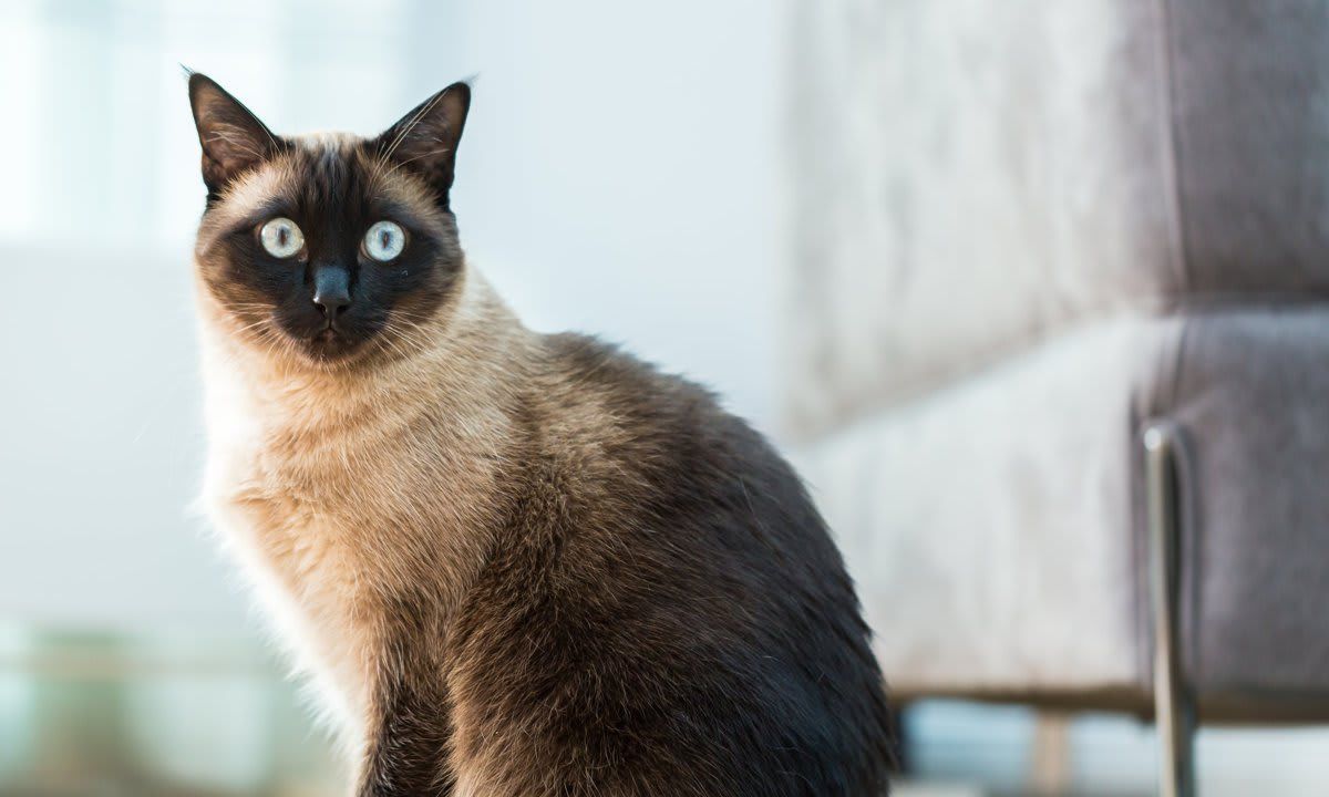 Siamese cat