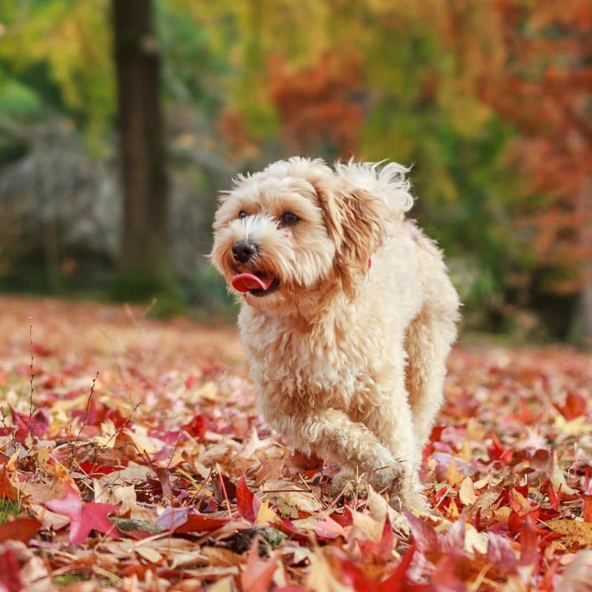 MEET THE MALTIPOO - All about one of the most adorable breeds of small dog