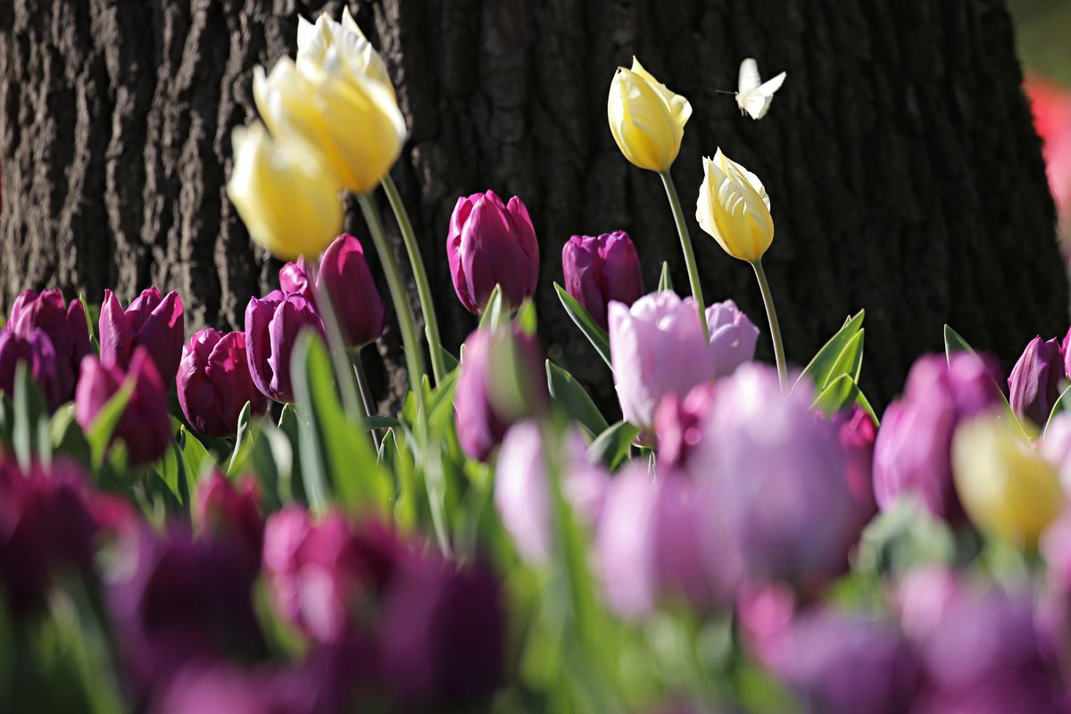 A picture shows a butterfly and tulips in the garden of the Pralormo Castle on April 7, 2015 in Pralormo, near Turin. 