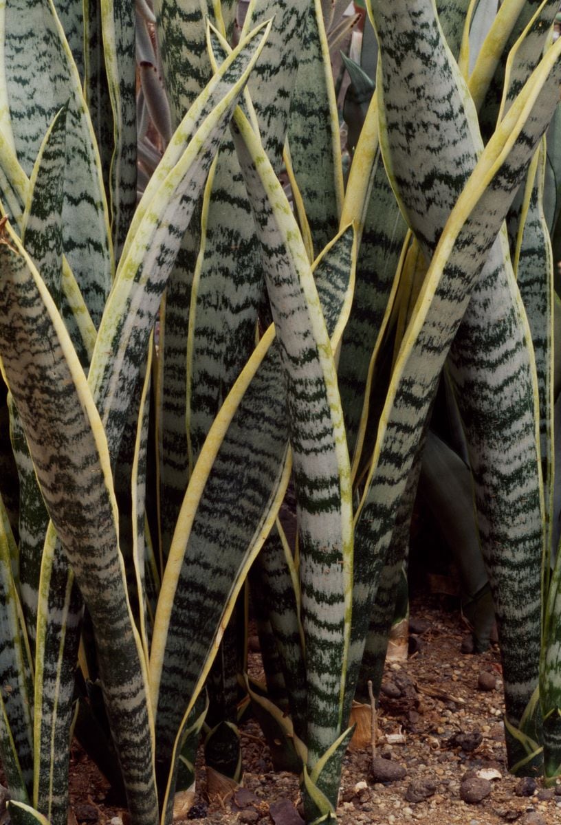 Sansevieria trifasciata laurentii, Cactaceae. 