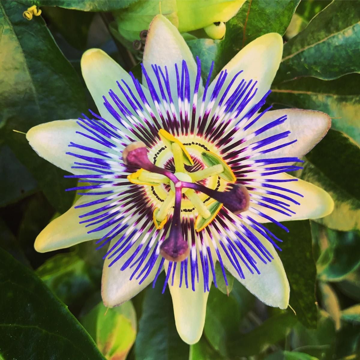 Passionflower