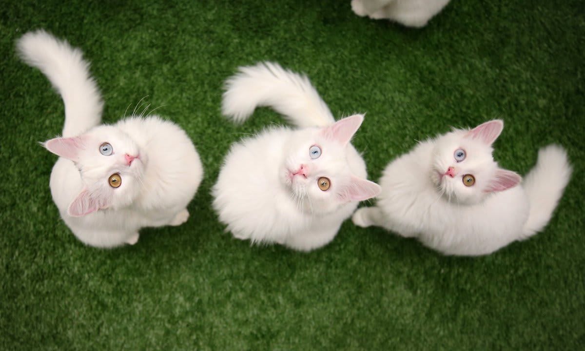 Van cats to appear on beauty contest