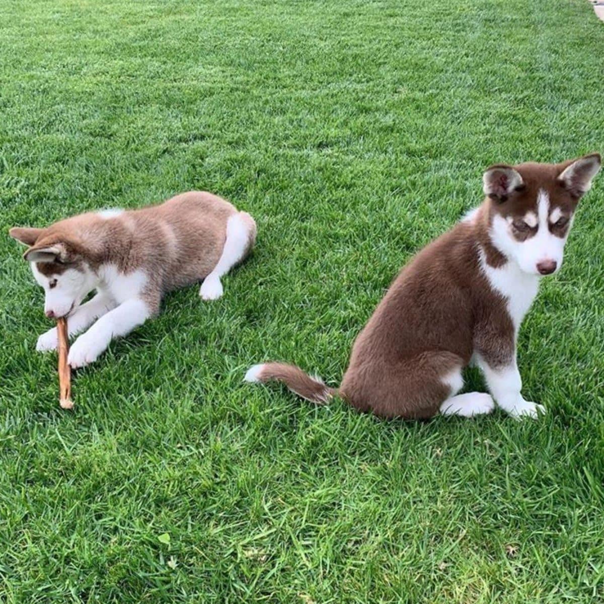 Camila Morrone fosters two huskies