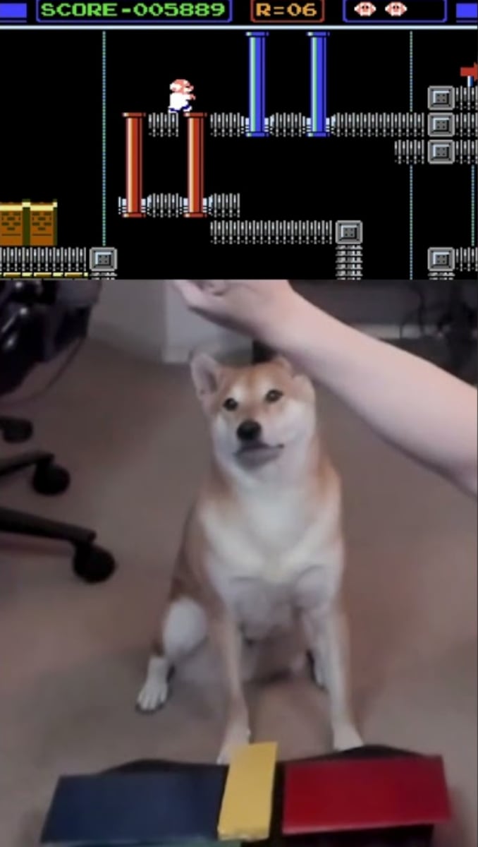 Peanut Butter, the dog who plays video games